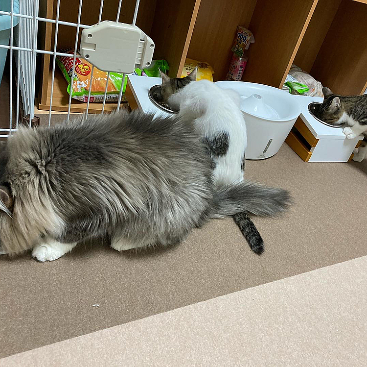 みんな仲良くご飯タイム🍚💖

はいー
今日の萌えポイント❣️
ここ、テストに出ますからw

＃猫 
#猫のいる暮らし 
#猫好き 
#猫の居る暮らし 
#猫好きさんと繫がりたい 
#保護猫 
#保護猫を家族に 
#ノルウェージャンフォレストキャット