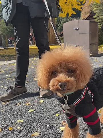 風が吹くとヒラヒラ銀杏の葉が舞い下は黄色の絨毯が綺麗でした❣️
写真では伝わらないので動画も💦