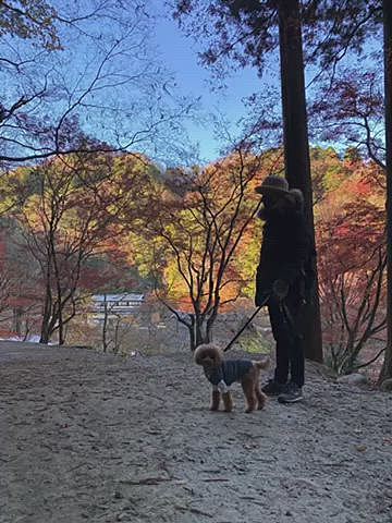 日曜日は東海地方随一の紅葉の有名な場所🍁
春や初夏など年に何度も訪れる場所ですが、大袈裟では無くシーズン中には2時間以上の渋滞も覚悟の場所なので避けていた場所😂
朝早くなら大丈夫だろうと7時に現地到着🚗
空いていたのは良かったけど橋の上は凍るほどの寒さなのとかなり山深いので7時では日が差さずモミジも映えません😓
我が家は1番奥の駐車場に停めたので入口までゆっくりお散歩🐾
一旦車に戻り暖を取りがてら休憩☺️