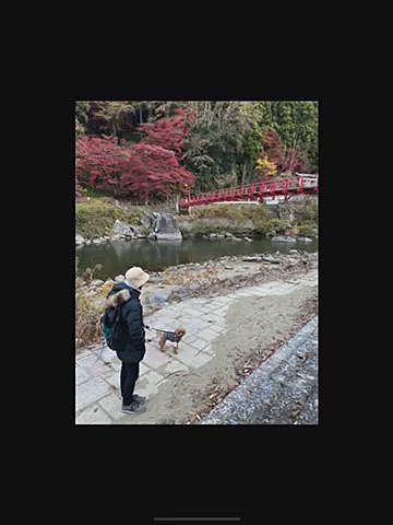 9時頃もう一度同じ道をお散歩🐶
同じ場所でも全然違って見えます♪
川沿い上下に道があり見上げたり見下ろしたりモミジのトンネルです🍁
テラス🐶🆗のカフェは目の前に川が流れモミジのグラデーションがとても綺麗で最高でした✨✨
ケーキを食べたママの口を狙う息子😘