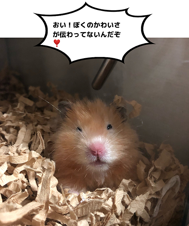 ☺️「デビューする？」

🐹「✨まかせたでし✨」

🐹「💢」