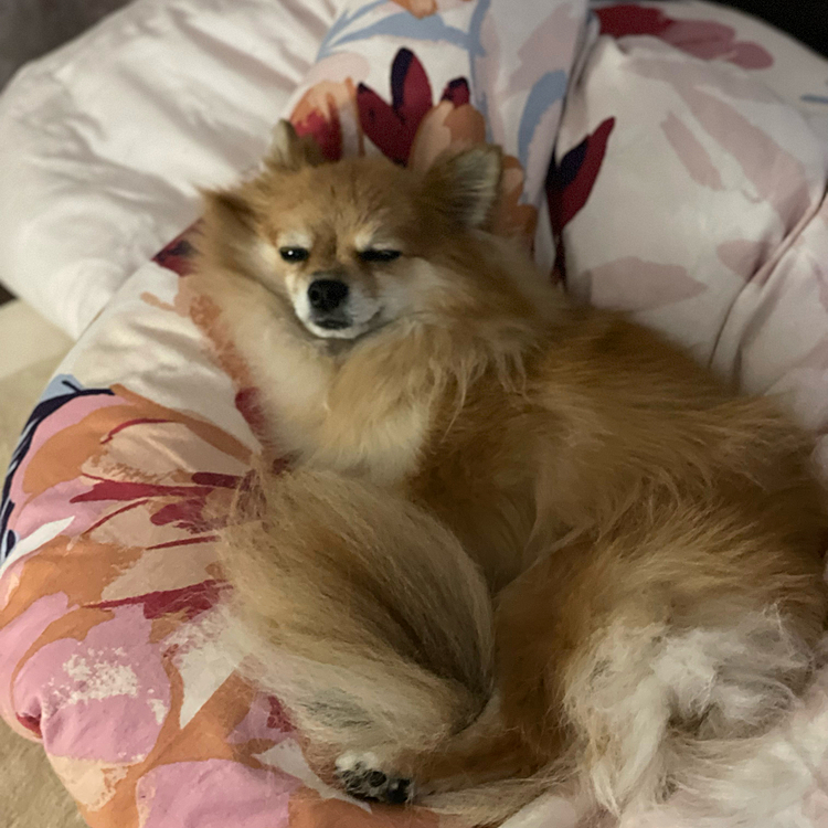 2021/12/2
もう12月ですね…
呑気な写真から失礼します🤣
今朝、いつもの時間にお散歩に出たら、うちから10メートルくらいのご近所さんのお宅付近で、パトカーが止まっていて規制線が張られ
とても物々しい雰囲気でした💦
ご近所なので写真はありませんが、鑑識も来ていて、ビビる凛😅
私は科捜研だ❗️とちょびっと興奮。すみません💦