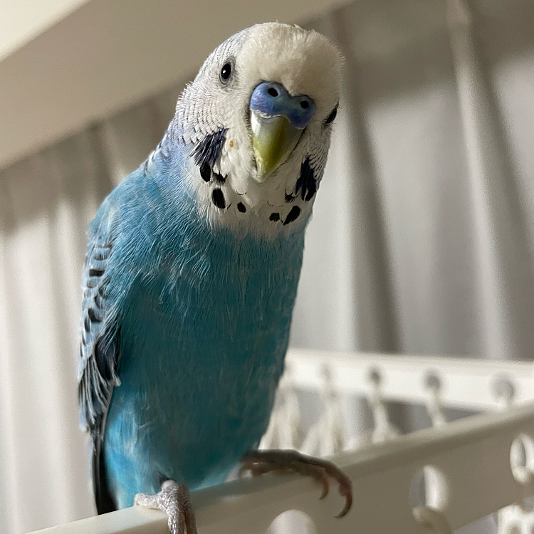 話は変わりますが、シエルはかなり元気になりました🥰
カゴの扉を開けると、飛び立つようになったので、ほんとに良かったです✨
皆様ご心配をおかけしました。
ありがとうございました😊