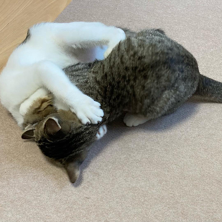 今日も、元気いっぱいの
つきちゃんとゆきちゃん(=^x^=)

1人が休憩モードに入っても
もう1人が仕掛ける

エンドレス追いかけっこ😂