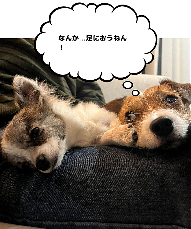仲良くかぁーたんの膝枕🐶🐶💕
微笑ましいけど…