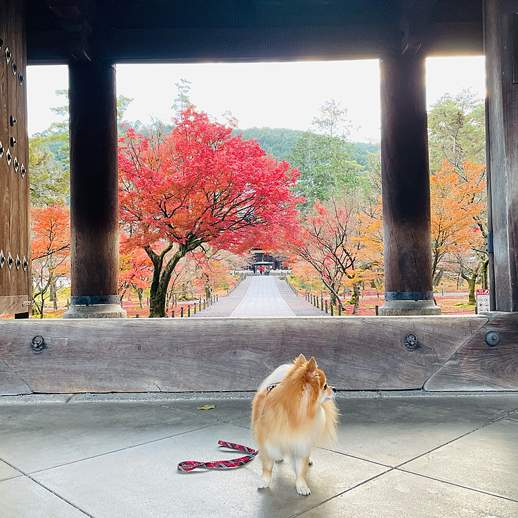 山門の下から見える紅葉はまた綺麗でした☺️