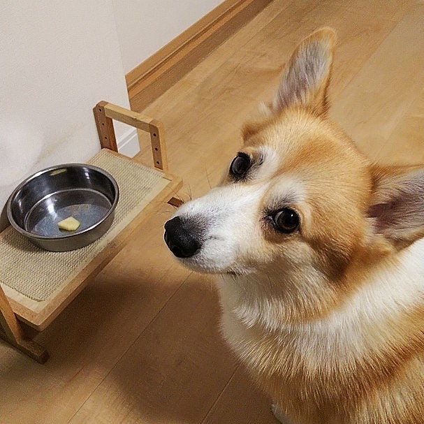 でも、「待て✋」も出来ますよ😉