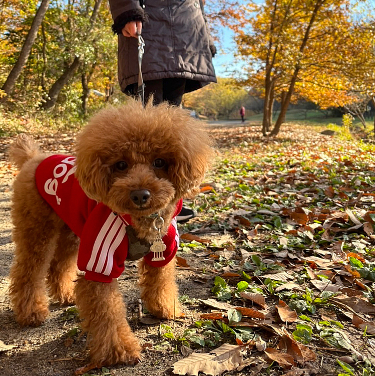 今日は久々のadidogで近くの里山散歩です🐾