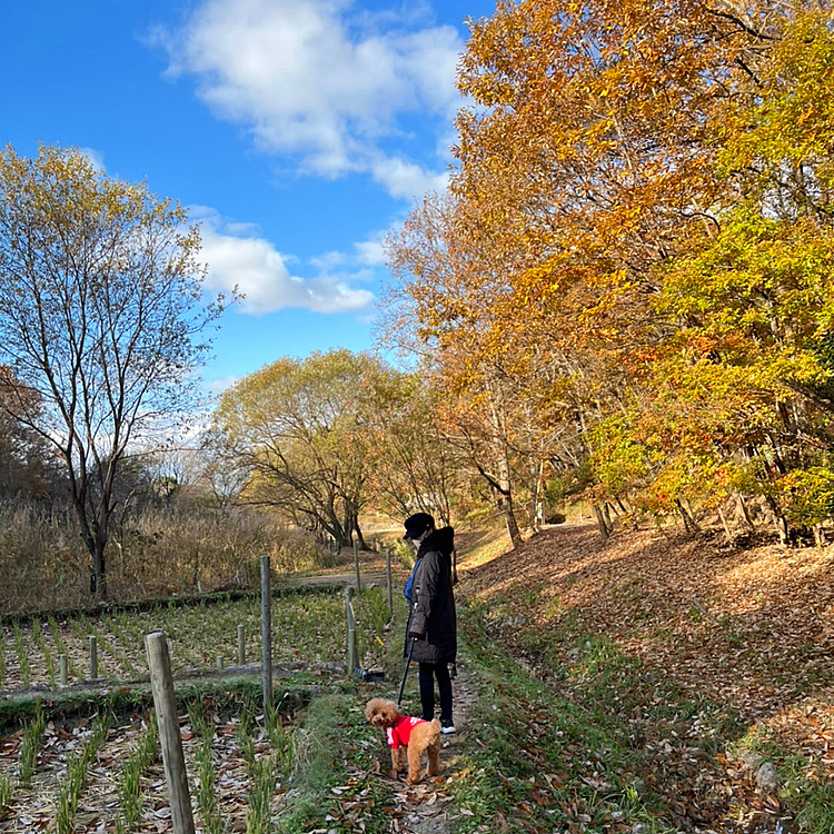 家から徒歩で10分の場所でも充分秋を感じます🍁