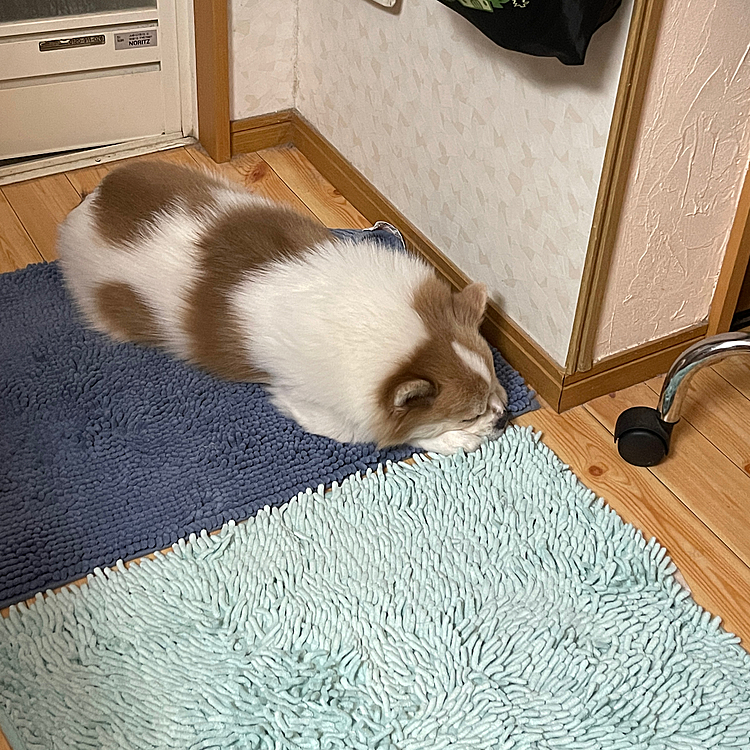 帰って早々、♨️したオヤジ待ち
脱衣ばで寂しそーに待ちながら寝落ち
📚もってはいったからながいよ😅やまとくん