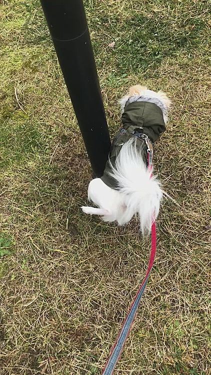 火曜日のお散歩風景です🐕🐾
ポコちゃんいつになくマーキングに余念がないです😆
このお洋服、フードの留め具付いてるので頭にスポッとならないのですごくいいです😊🎶