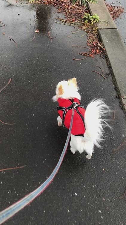 水曜日🐕🐾
この日は雨でお散歩いけないかなぁなんて思ったんですが雨の止み間がありお散歩に行けたので良かったです🎶
夜には雪が積もりましたがまた溶けました❄️
来週も予報だと10度位になる日があるらしくまだお散歩楽しめそうです😊🎶
12月にお散歩行けるなんて❣️今年は暖かいなぁ☺️
このまま暖冬ならいいけどそうじゃないんだろうな☃️