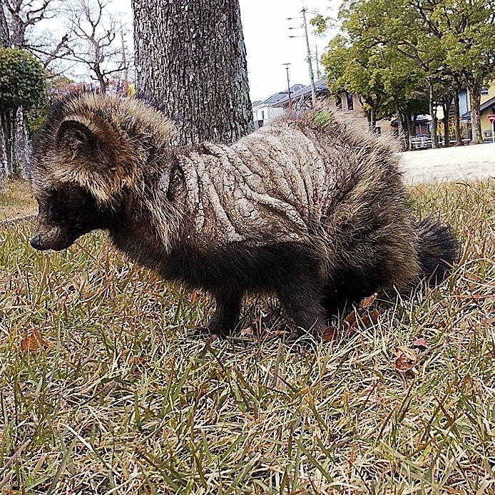 残酷な話ですが、
今日、自宅近くの公園にタヌキがいました。
かなりの住宅街なのに、ナゼか😣
皮膚は病気になっていて、両目とも見えてなく、ブルブルと震えてました。
私が声をかけると寄ってくることもありましたが、何もしてあげられず。。

警察に連絡しても、飼われていない場合は保護出来ないので、触らずにほっといて下さい、とのこと。
触ると人や飼い犬などに病気が移ることもあるので。