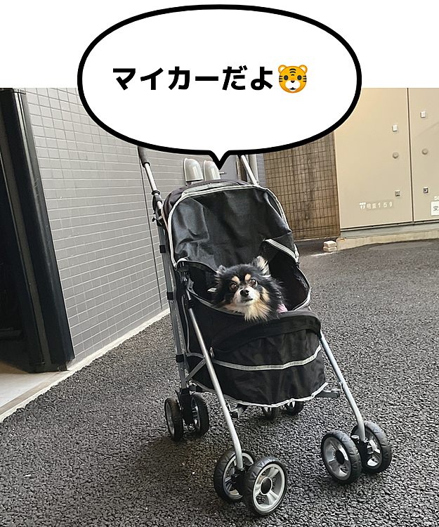 とらくん、ついにマイカー持ちに🚗✨

かっくいい🤣

突然母から送られてきたんです‪‪☺︎‬
犬友に貰ったそうで、、、😊

どこか遠出する時なんかに使おうと思いますが
うちには置くとこがないです、、🤣💦

どうしよ〜🤣💦

とらくん、満更でもない顔してますが🐯笑

