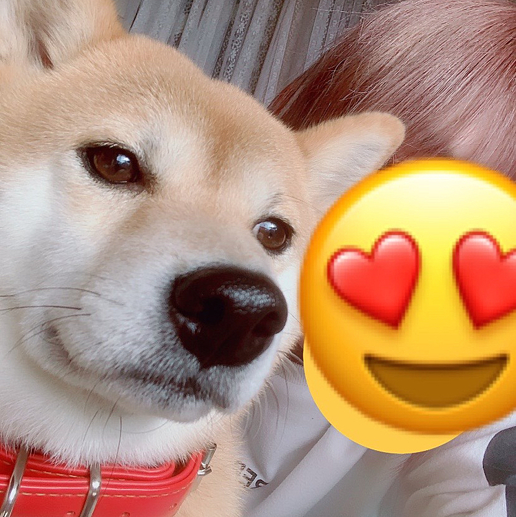 昨日 12月5日は雪ちゃんの4回目の誕生日でした〜
忙しさにかまけて誕生日らしい事してあげられなかったけど💦😅
雪ちゃん お誕生日おめでとう🎉🎂
