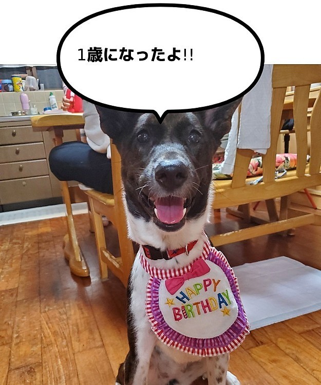 ビンゴの誕生日(仮)♡
正確な誕生日が分からないから
語呂合わせ(??)(*´ω｀*)
ビンゴの「ゴ」で5日に誕生日♡
