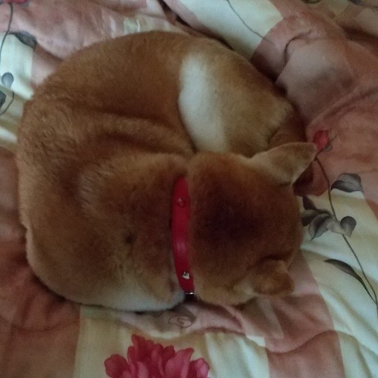 只今冬眠中‼️