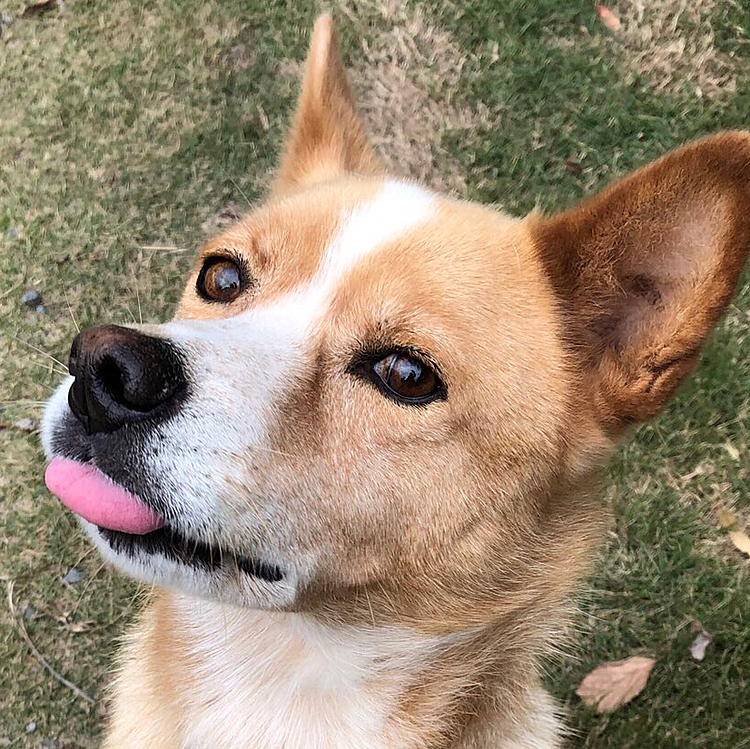 初投稿です。よろしくお願いします🐶🎶