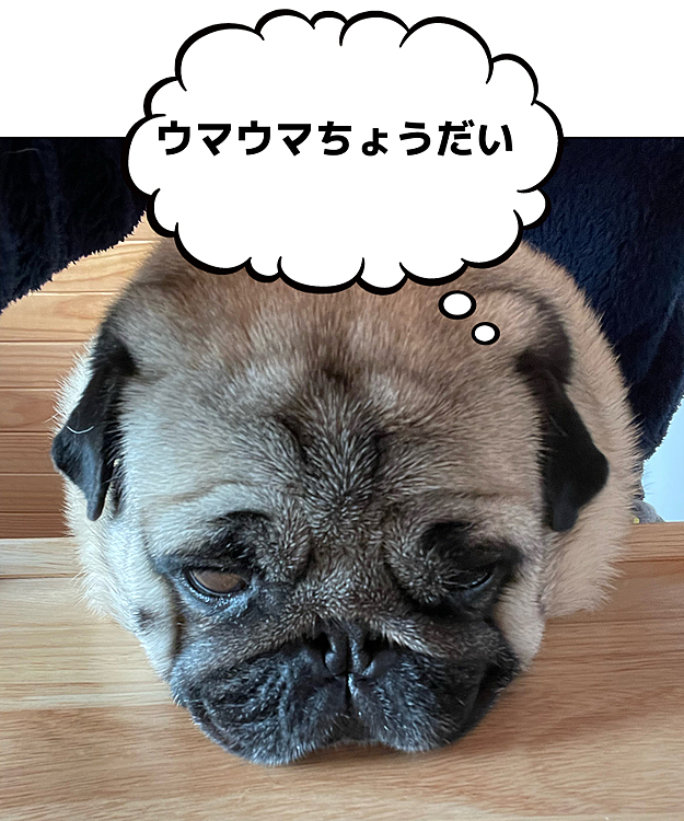 とうちゃんの膝の上、テーブルにアゴのせておねだりです🤣