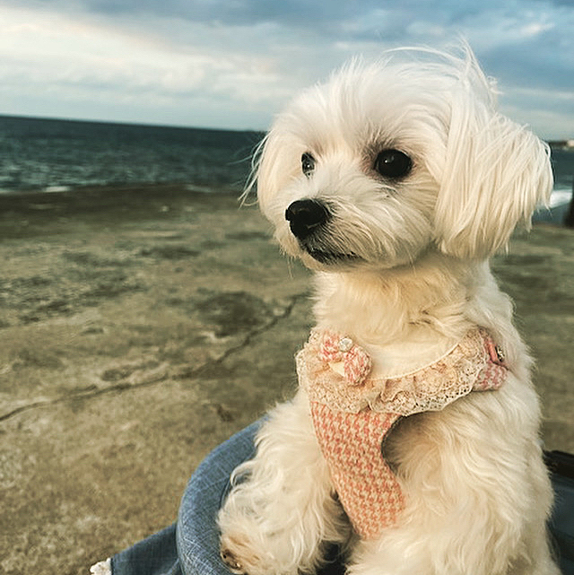 There is my world on the other side of that sea