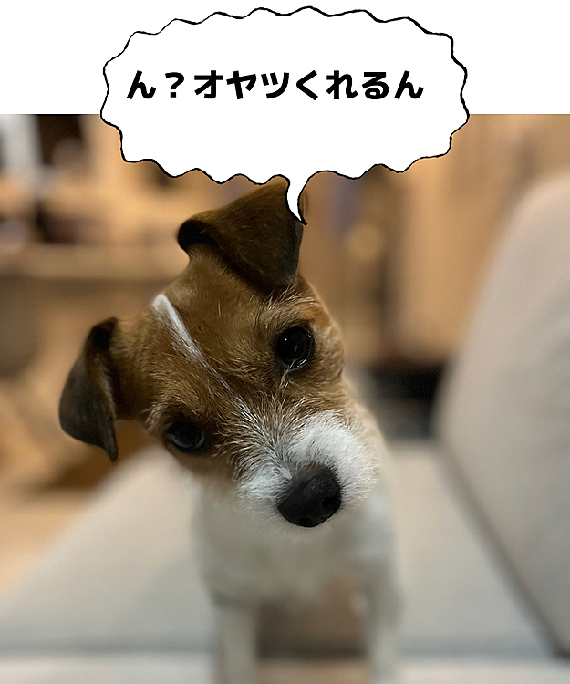 がサッと音がすると…すぐ反応🤣🤣
この顔されたら😂あげちゃうよねぇ