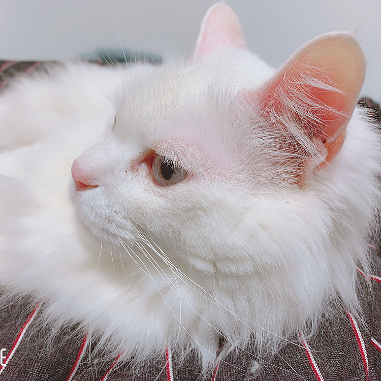 保護猫さんのシロン(5歳くらい)
一緒になってから3年目…
いまだにもふりすぎるとシャーされる…

それも可愛いんだけど！笑