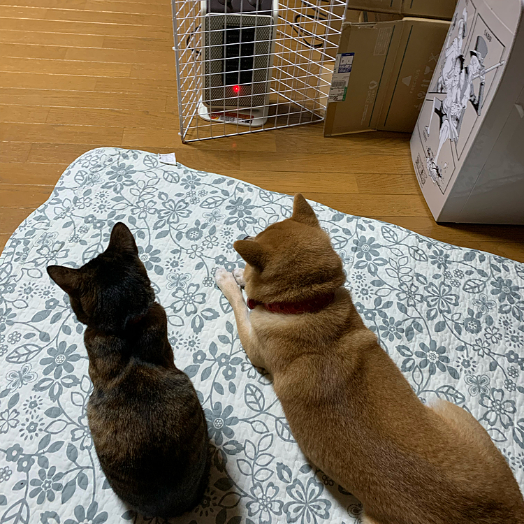 ヒーターの前はあったかいでし(^^♪