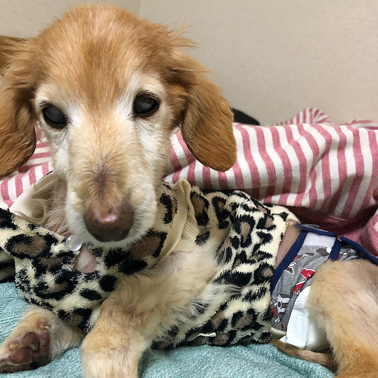 仔犬の頃から甘やかして育て過ぎてしまったビンちゃんは、夜は必ず私と同じベッドで寝ています🛏💤
最近は歳もとって尿漏れの心配もありマナーパッドが欠かせません😖💦
ただマナーパッドをずっと付けてると、赤く痒くなってしまうし、老犬の飼い主さんはどうしてるのだろう❓
良い方法があったら是非教えて下さいませ🙇‍♀️