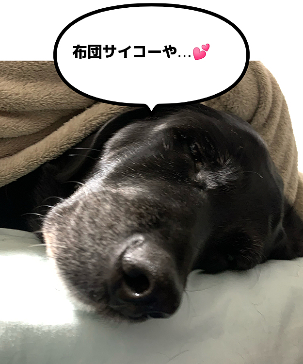 ぶた組ブッチャー班🐽🐽の投稿