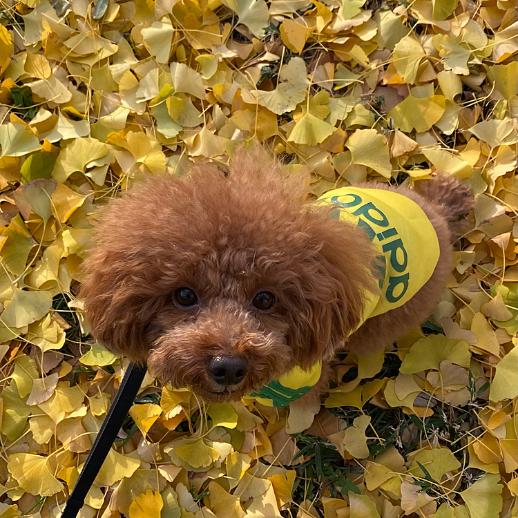 昨日のお散歩は雨上がりだったので黄色のadidogを着ていつものショッピングモールです🐾

途中イチョウの木の下で📸