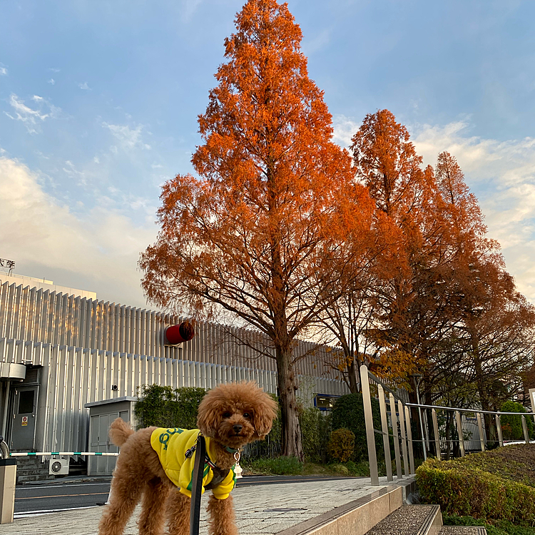 紅葉もあと少しかな🍁