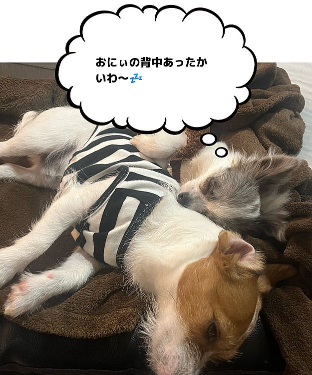 優しく背中を貸すソルたん🐶💕
ほんとおにぃ🐾になったなぁ🥰

ゆっくりおやすみ🌙💤ソルメルたん🐶