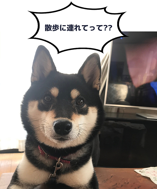 小豆(アズキ)の父さんの投稿