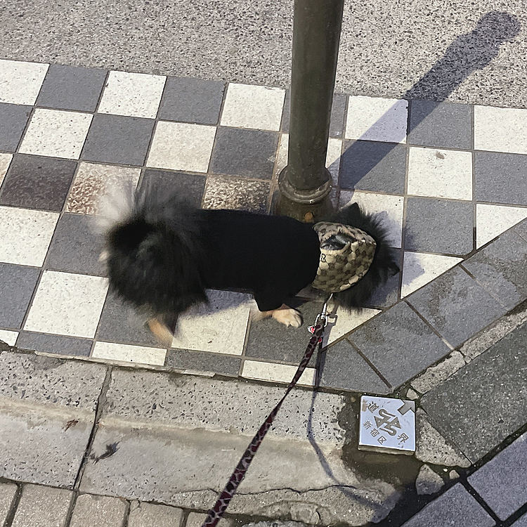 公園へお散歩へ行ったら
もう閉園時間ギリギリでオトモダチ会えず🐶

ポツンと寂しげなとらくんでした🐯笑

残念🤣💦

