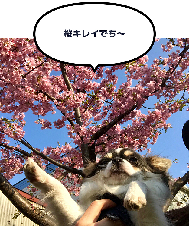 りゅう＆いづものおかしゃの投稿