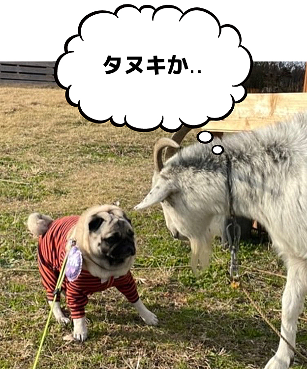 今日はママさん散歩👩
ご近所のヤギさんとご対面🐐
