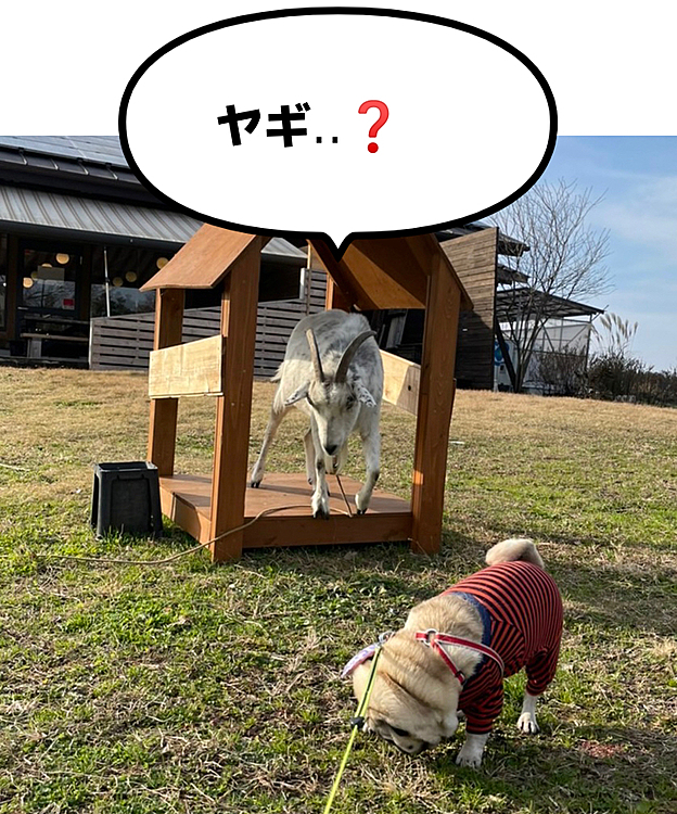 ししまるが草を食べてます😅