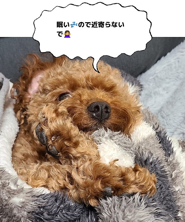 眠たいようで、全てを拒否してます🙅‍♀️(笑)