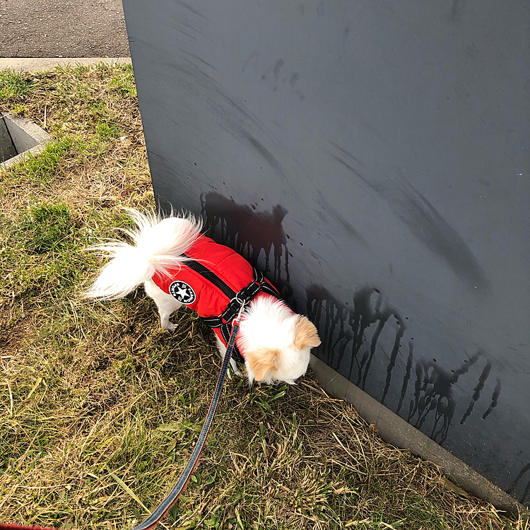 水曜日のお散歩時。
お友達のお手紙いっぱい並んでました🤣
お返事出したね☺️