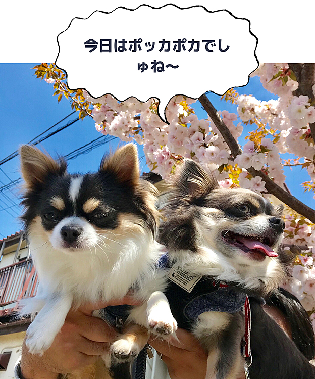 桜が綺麗でしたよ〜(-´∀`-)