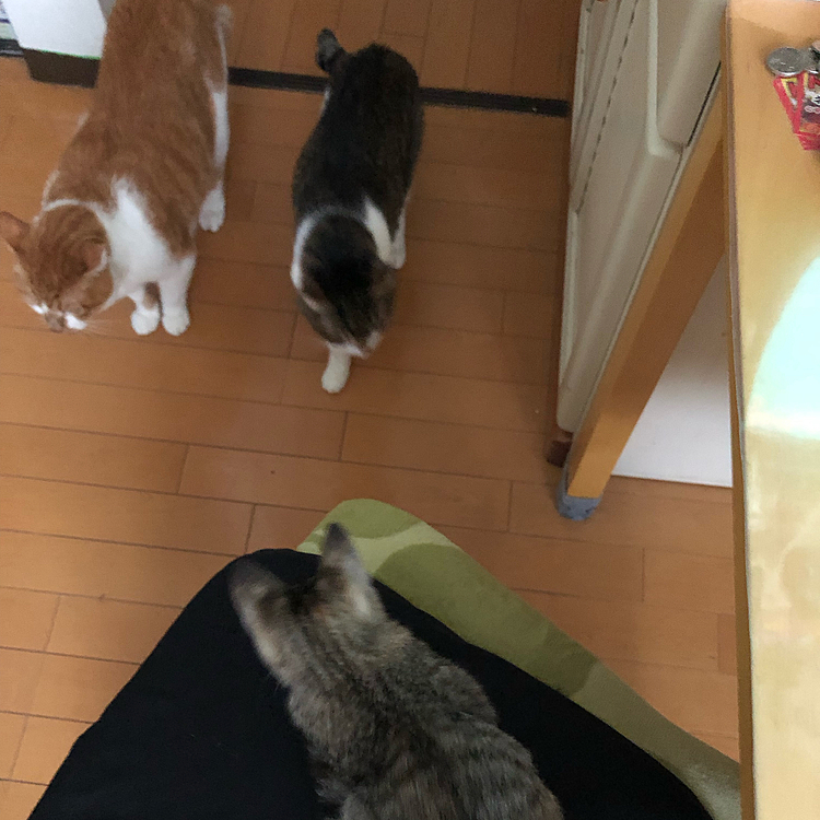 🐈‍⬛み〜ちゃんは何処行った❓