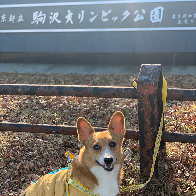 こんにちは😃
今日はいいお天気であったかだったので、駒沢公園に行きました🌲🌲🌲