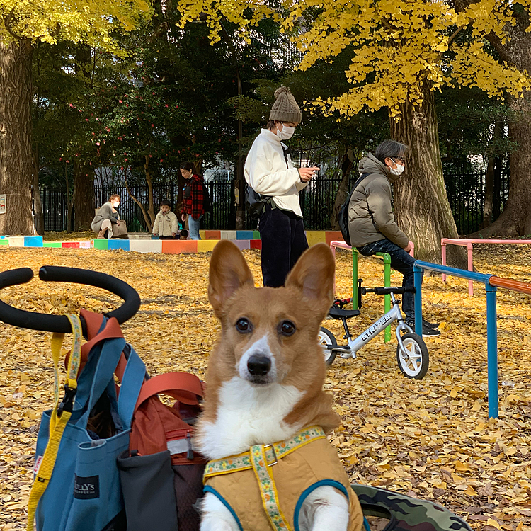 まだまだイチョウがきれいだったね😊
久しぶりの駒沢公園でしたが、人もワンコもいっぱいでした❣️
途中でデカデカコーギーちゃんに会いました😆マーチの倍はありました😊写真撮ればよかった🤳
