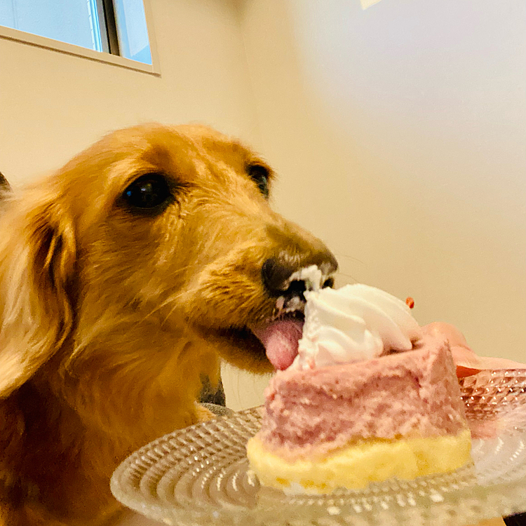 1年に1回のケーキ爆食
