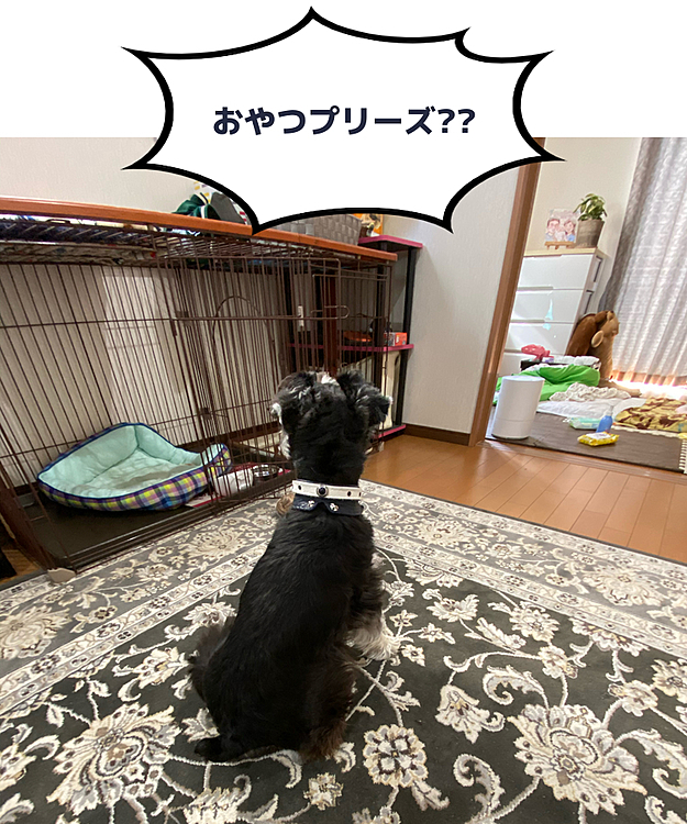 おやつ待ち笑🍭
