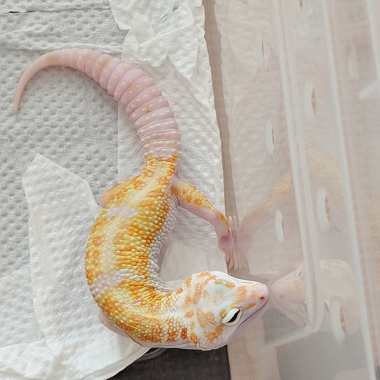 antyobiの投稿