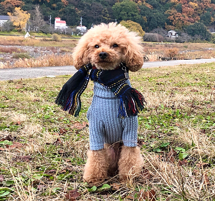 2021-12-12
🐾 土日　連チャン河川敷

以下同文でございます😅✌️







土曜日