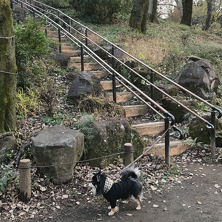 戸山公園にプチ登山🗻🔆
今日は少々長めの投稿になります‪‪☺︎‬

お休みだったので
のんびりとらくんと登ってきました🐯

