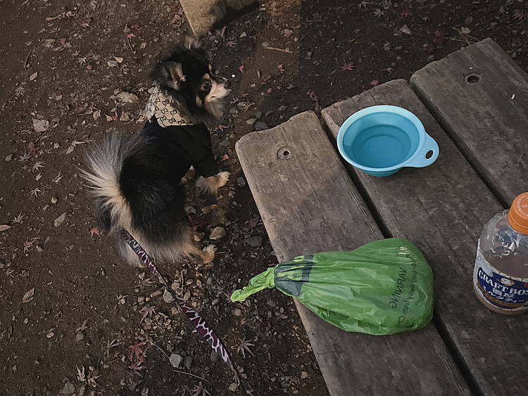 
「一緒にやらない？」と愛犬家の先輩にお声かけしてもらって。

ずっと悩んでたんです🔆

今の仕事を辞めていいのか？
東京都心で暮らしていけるだけのお金・時間はとれるのか？

