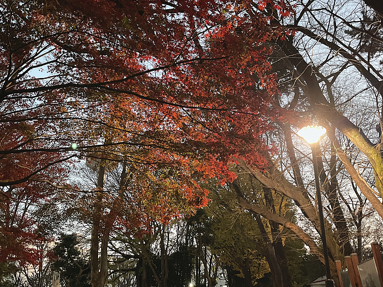 
でもとらくんが看板犬として出勤も出来て
お留守番の時間も少なくなる、

ドッグカフェ、、、わたしも犬好きなのでもちろんやりたい！

二つ返事で「はい！」とは言えなかったけど
悩んだ結果やってみようと思いました！

オープンはまだまだ先の話なので
まだ告知はしないですが

一応ご報告までにと😊

都内在住のかた、関東界隈のかた、
もちろん地方のかたが東京に来た時

ぜひお立ち寄りください🐯🌟

